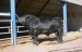The Most Expensive Aberdeen Angus Bull Ever Sold in the World