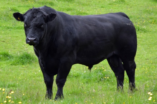 Aberdeen Angus Bull