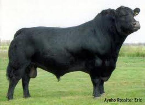 Most Expensive Aberdeen Angus Bull