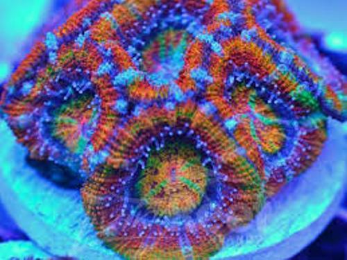 Most Expensive Acan Coral Pic