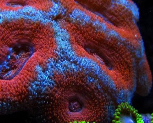Most Expensive Acan Coral Red and Blue