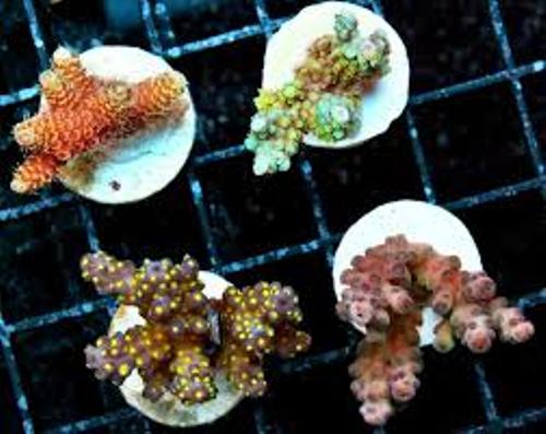 Most Expensive Acropora Pic