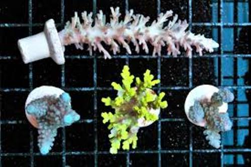 Most Expensive Acropora